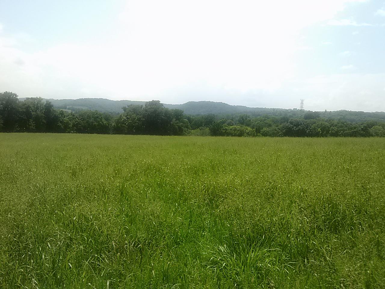 Polly Adams Road Lewisburg, TN 37091 - Photo 13 of 15 0810131436a