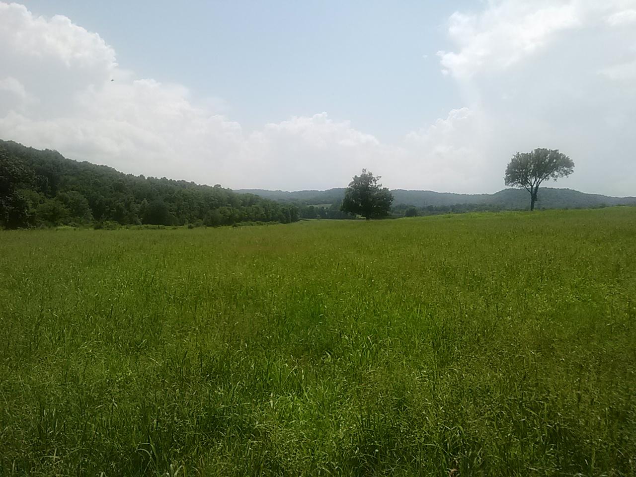 Polly Adams Road Lewisburg, TN 37091 - Photo 5 of 15 0810131431
