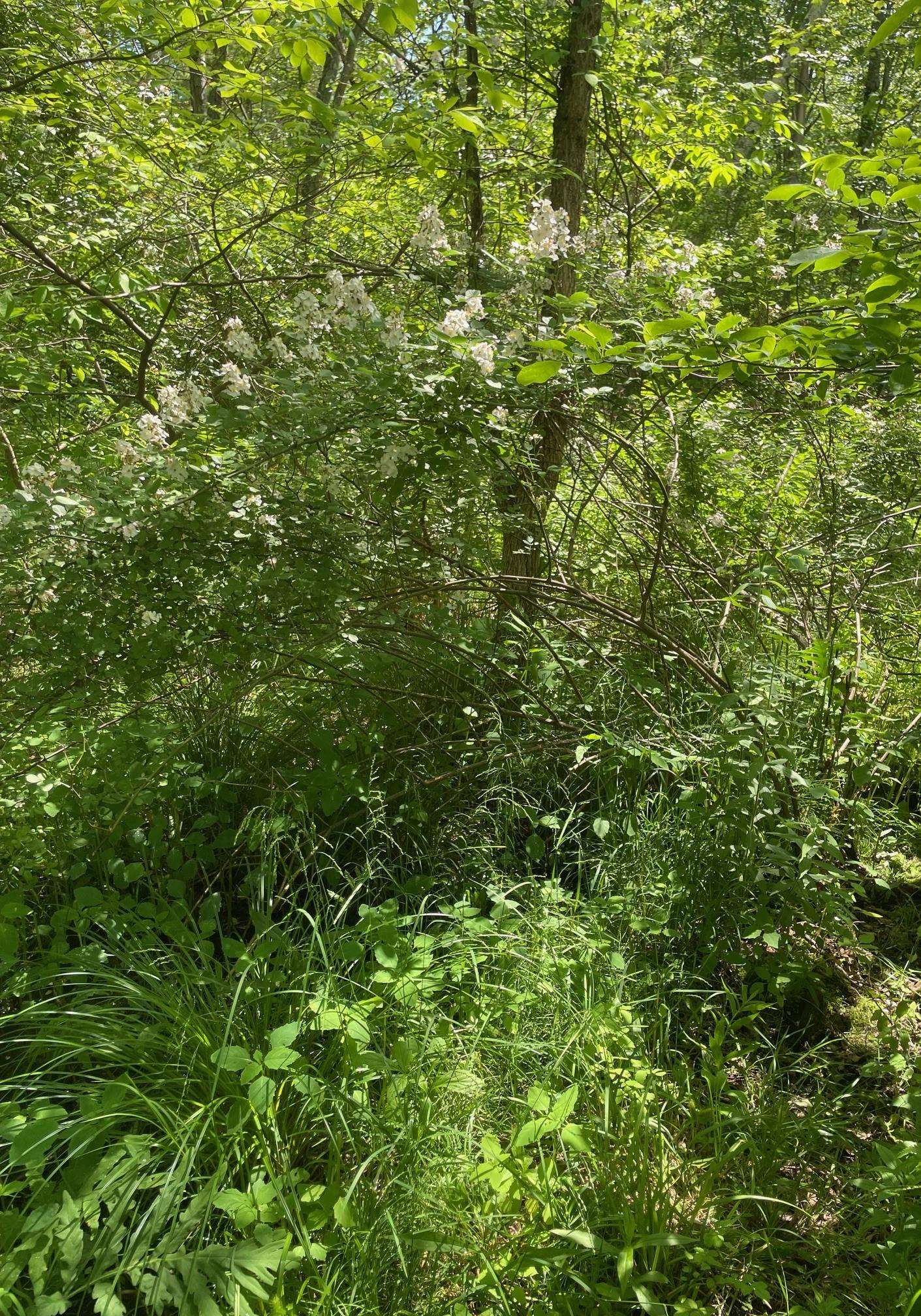 0 Lovell Road Stratham, NH 03885 - Photo 3 of 4