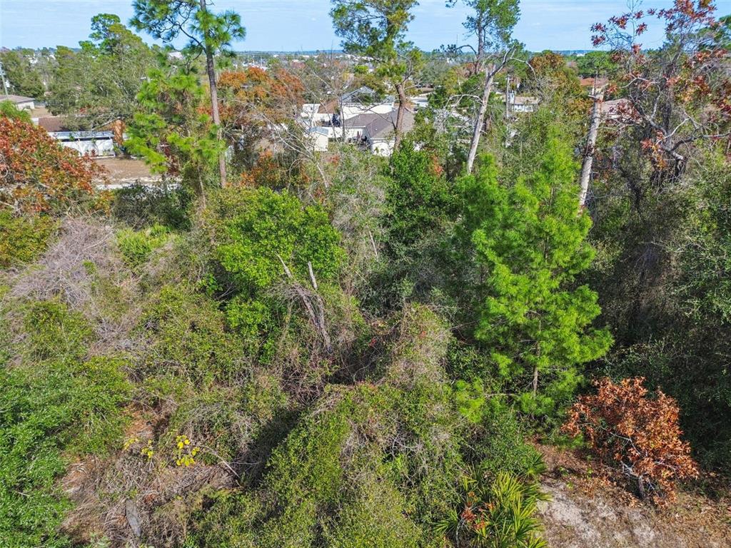 13014 Hanley Drive Spring Hill, FL 34609 - Photo 30 of 30 a view of a garden with a tree