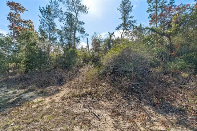 a view of a forest with trees in the background