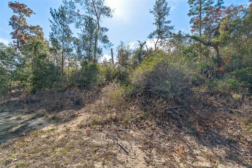 13014 Hanley Drive Spring Hill, FL 34609 - Photo 9 of 30 a view of a forest with trees in the background