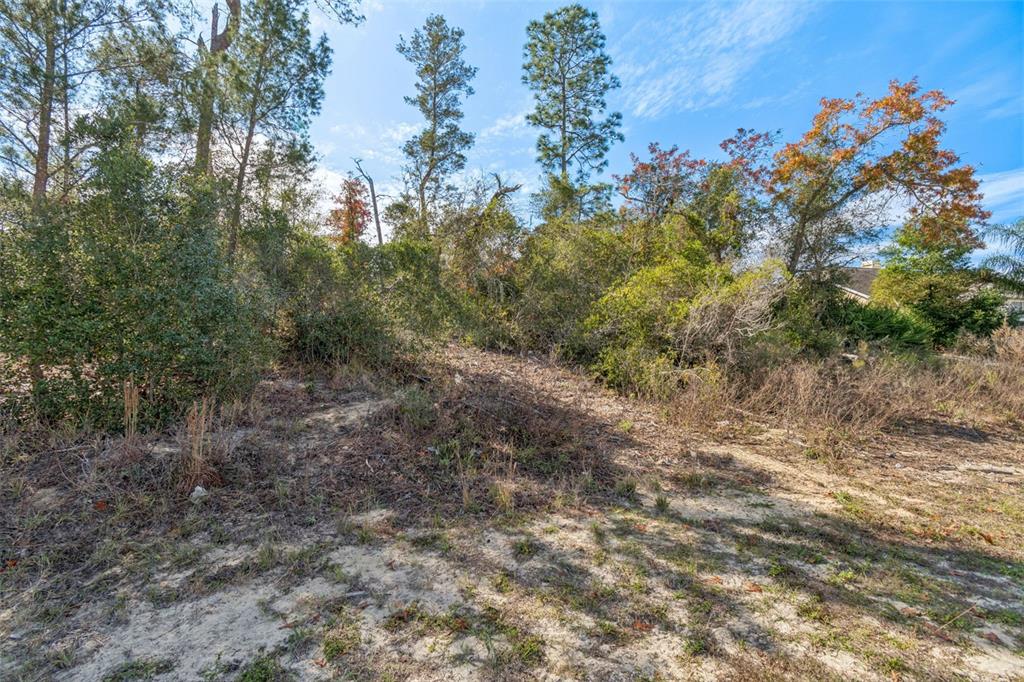 13014 Hanley Drive Spring Hill, FL 34609 - Photo 10 of 30 a view of a forest with trees in the background
