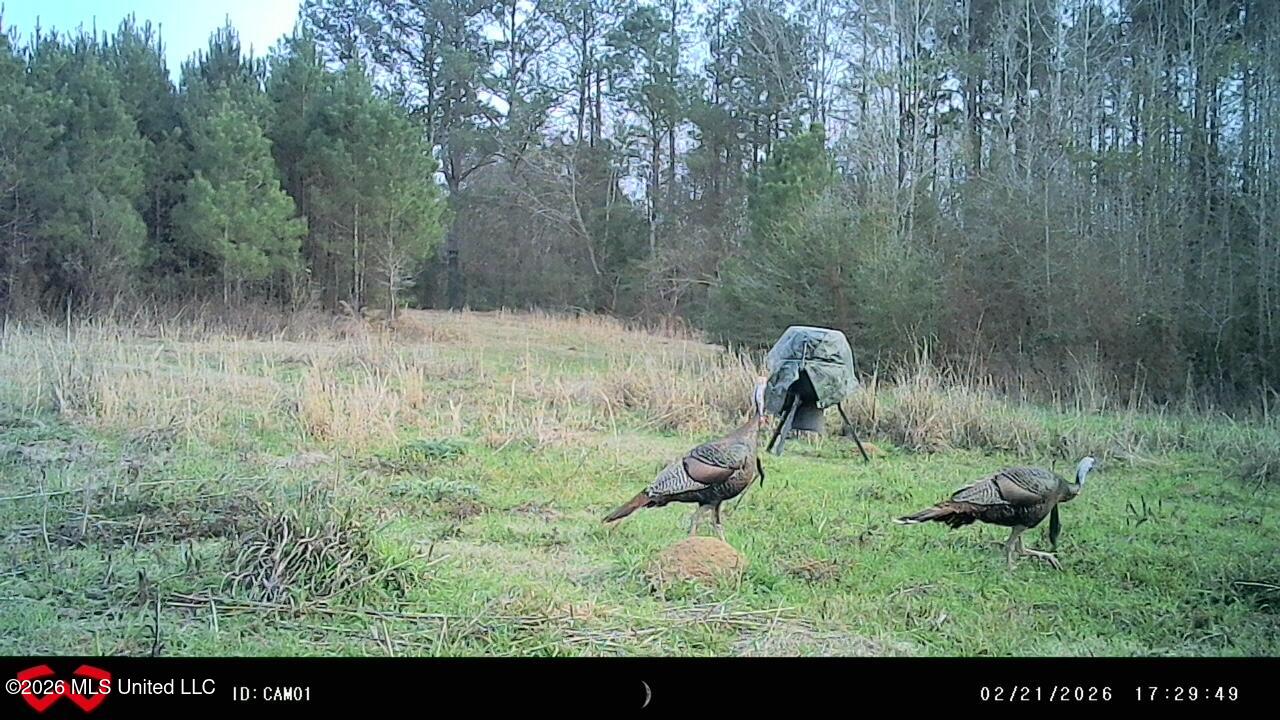 Jayess Road Jayess, MS 39641 - Photo 3 of 65 IMG_0442