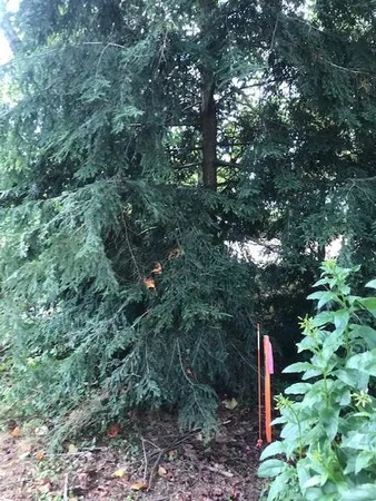 a big yard with lots of green space and plants