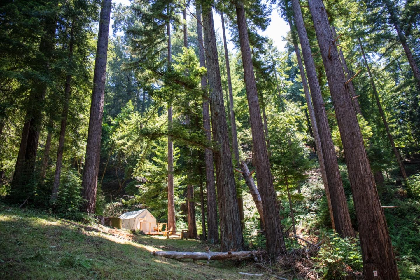 1003 Laurel Glen Road Soquel, CA 95073 - Photo 72 of 101 a view of a forest that has large trees