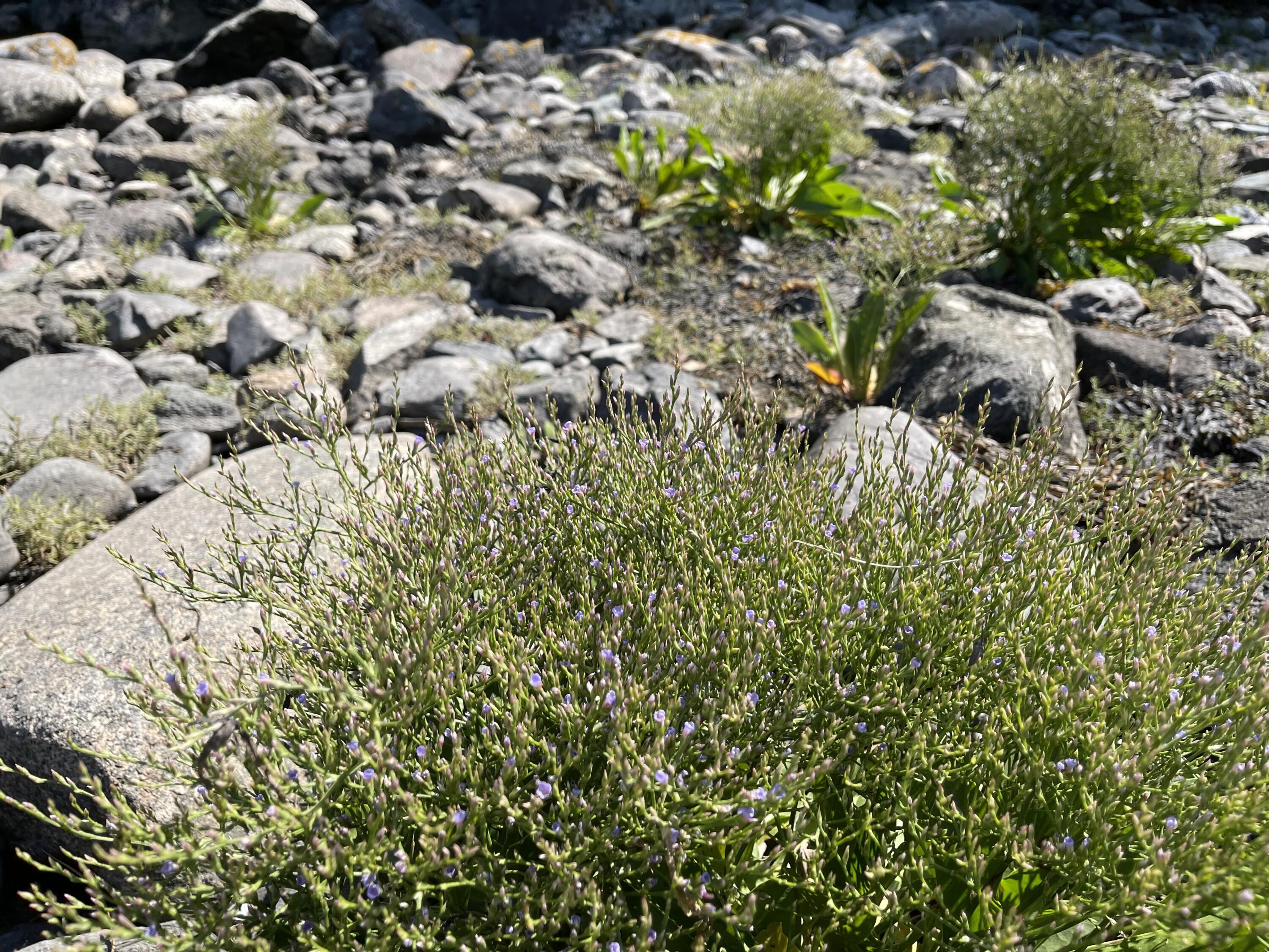 Xx Destiny Bay Road Cutler, ME 04626 - Photo 11 of 27 IMG_5735