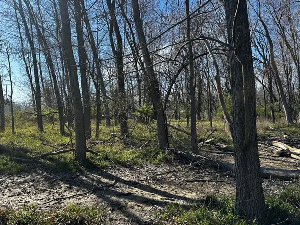 a view of a forest filled with trees