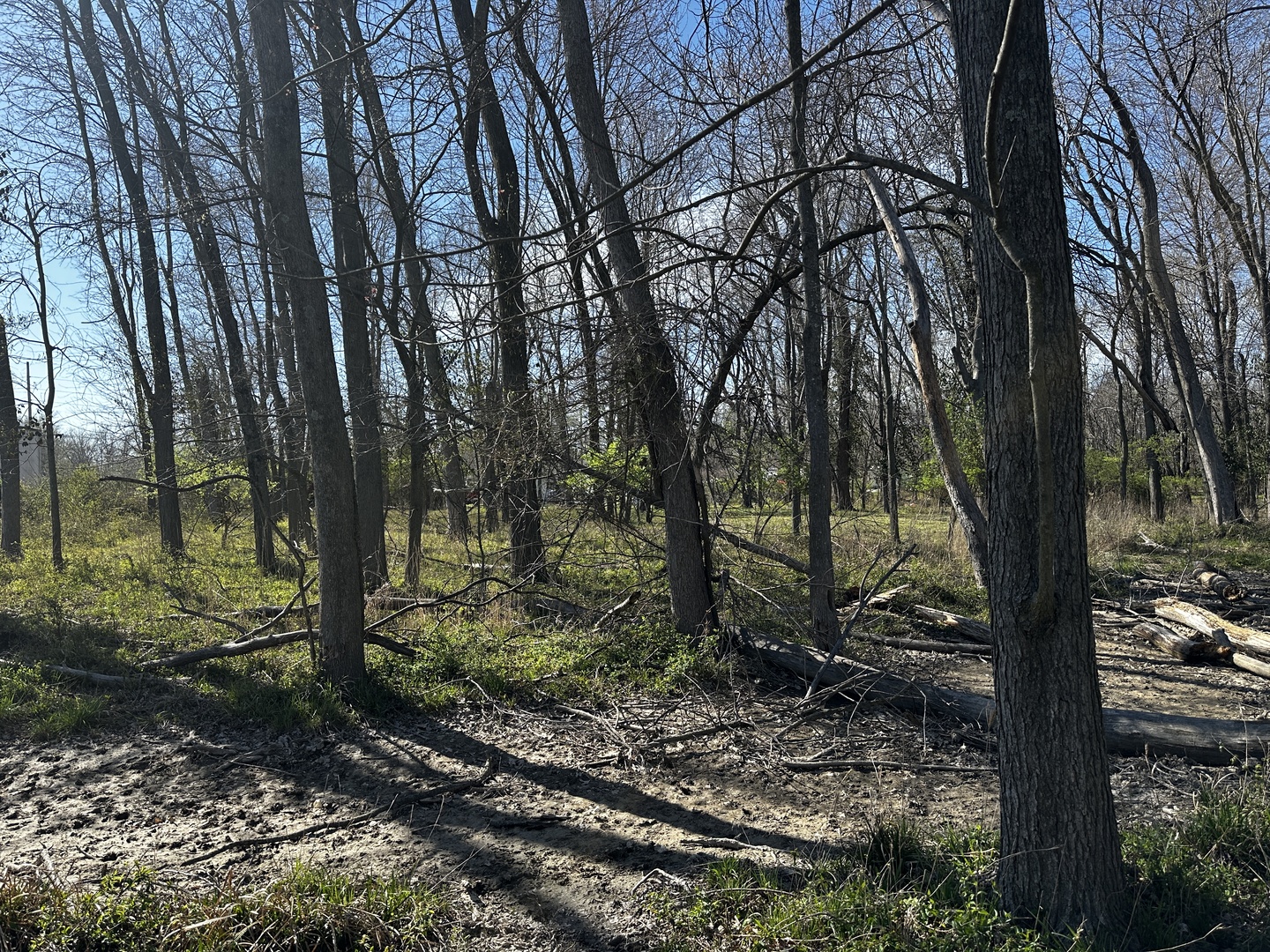 Tbd Tbd Beckman Road Mount Vernon, IL 62864 - Photo 1 of 9 a view of a forest filled with trees