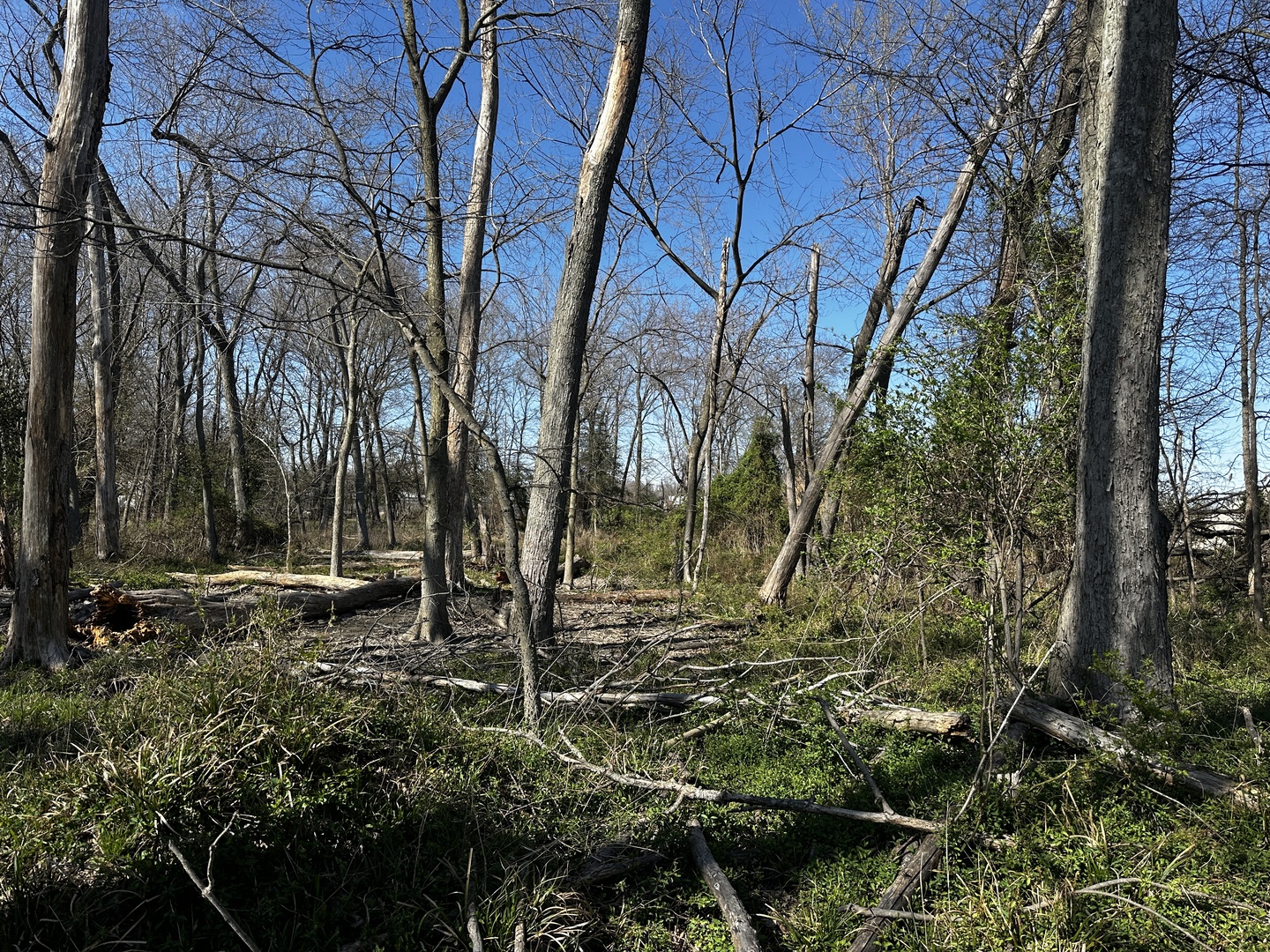Tbd Tbd Beckman Road Mount Vernon, IL 62864 - Photo 3 of 9 a backyard of a house with lots of green space