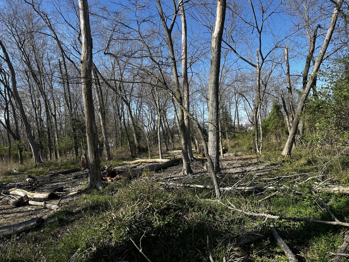 Tbd Tbd Beckman Road Mount Vernon, IL 62864 - Photo 4 of 9 a backyard of a house with lots of green space