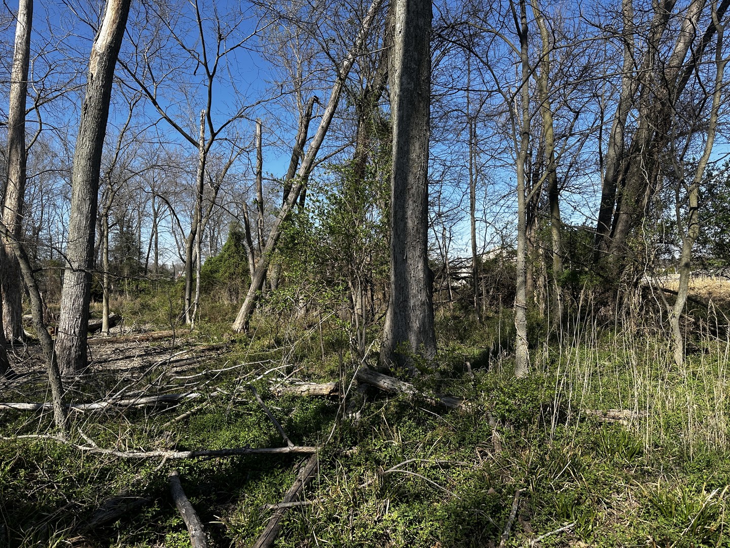 Tbd Tbd Beckman Road Mount Vernon, IL 62864 - Photo 5 of 9 a view of a yard