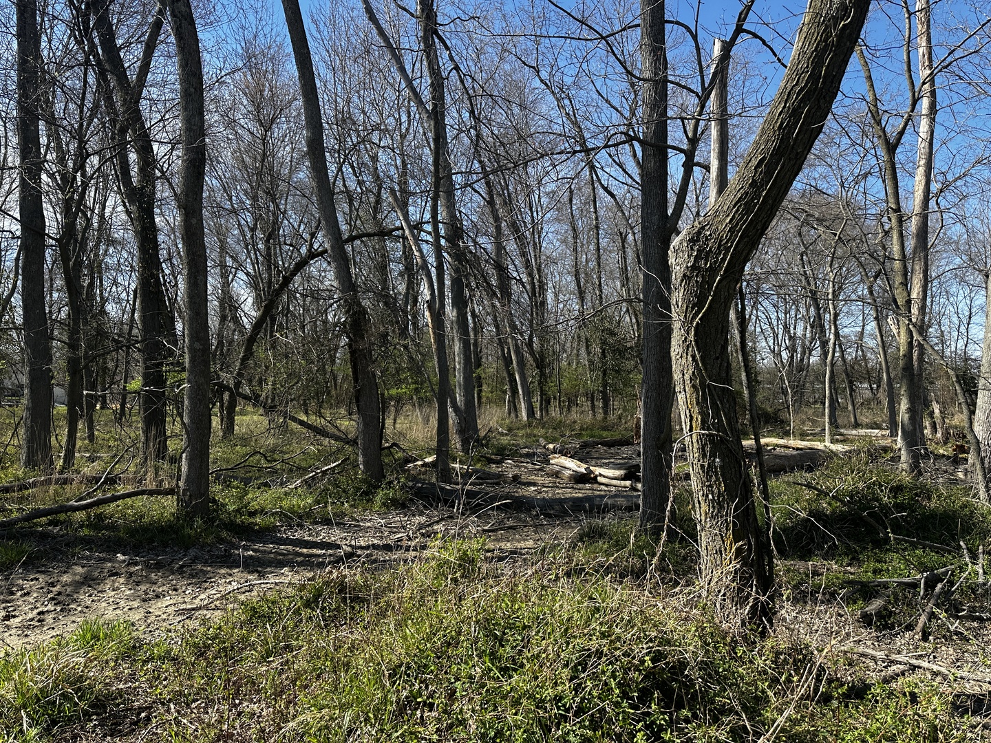 Tbd Tbd Beckman Road Mount Vernon, IL 62864 - Photo 6 of 9 a backyard of a house with lots of green space