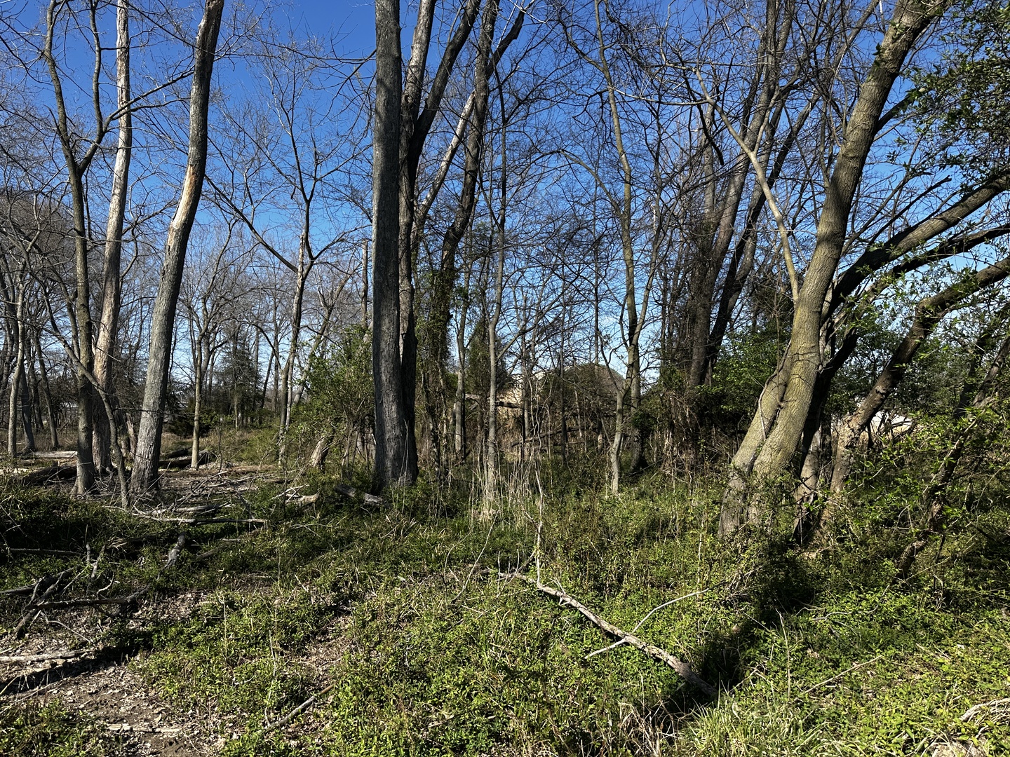 Tbd Tbd Beckman Road Mount Vernon, IL 62864 - Photo 7 of 9 a view of a forest with trees