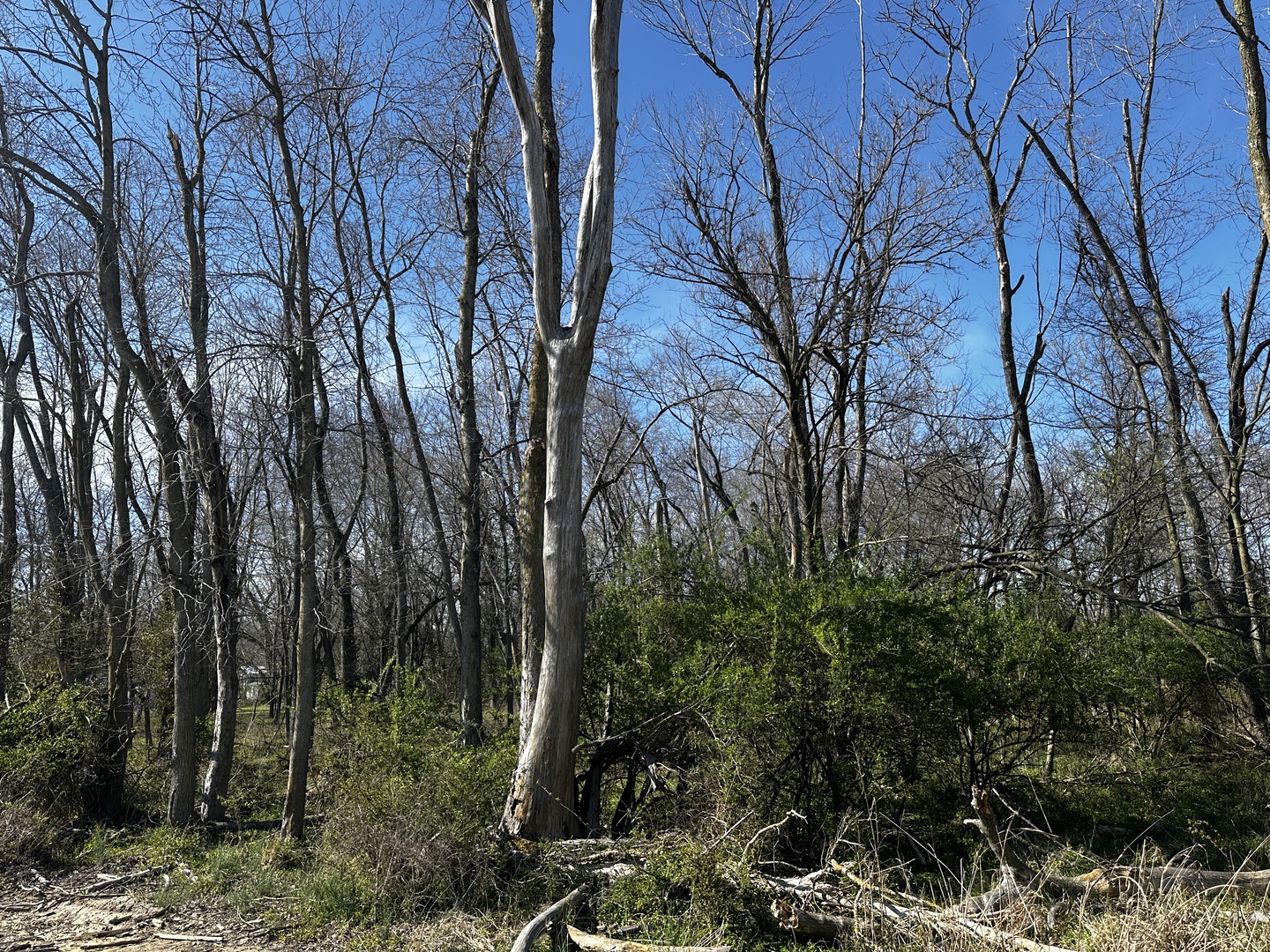 Tbd Tbd Beckman Road Mount Vernon, IL 62864 - Photo 8 of 9 a backyard of a house with lots of green space