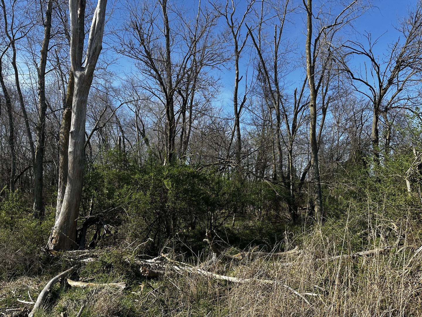 Tbd Tbd Beckman Road Mount Vernon, IL 62864 - Photo 9 of 9 a view of outdoor space and a yard