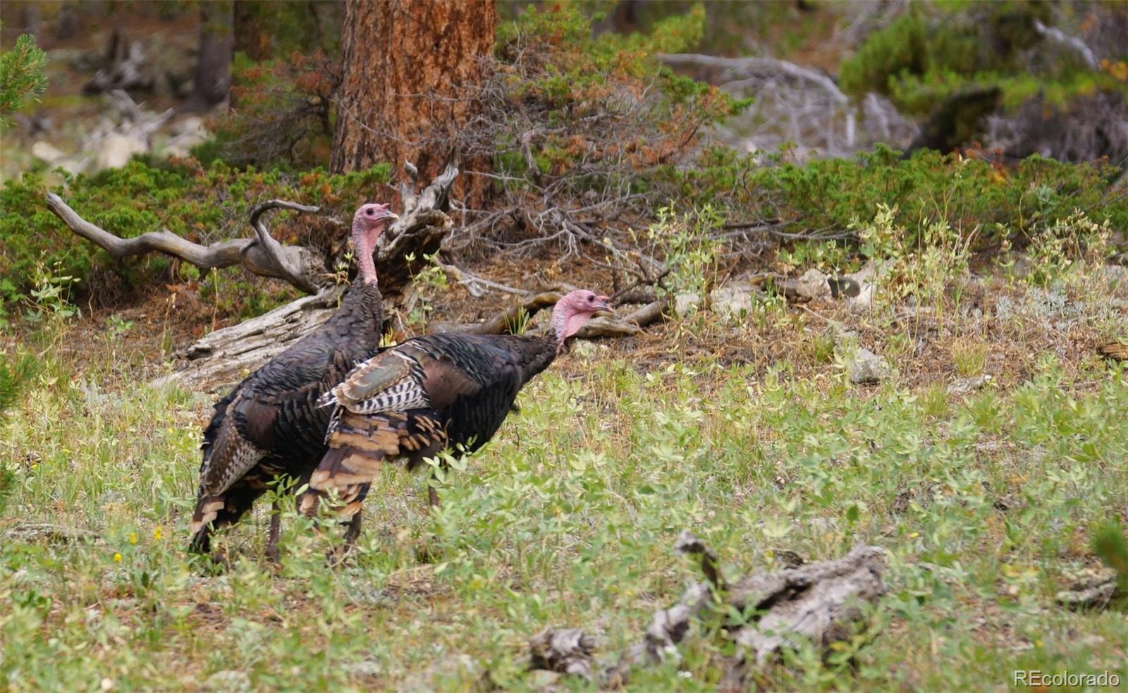 50 Rudolph Ranch Road Black Hawk, CO 80422 - Photo 11 of 38