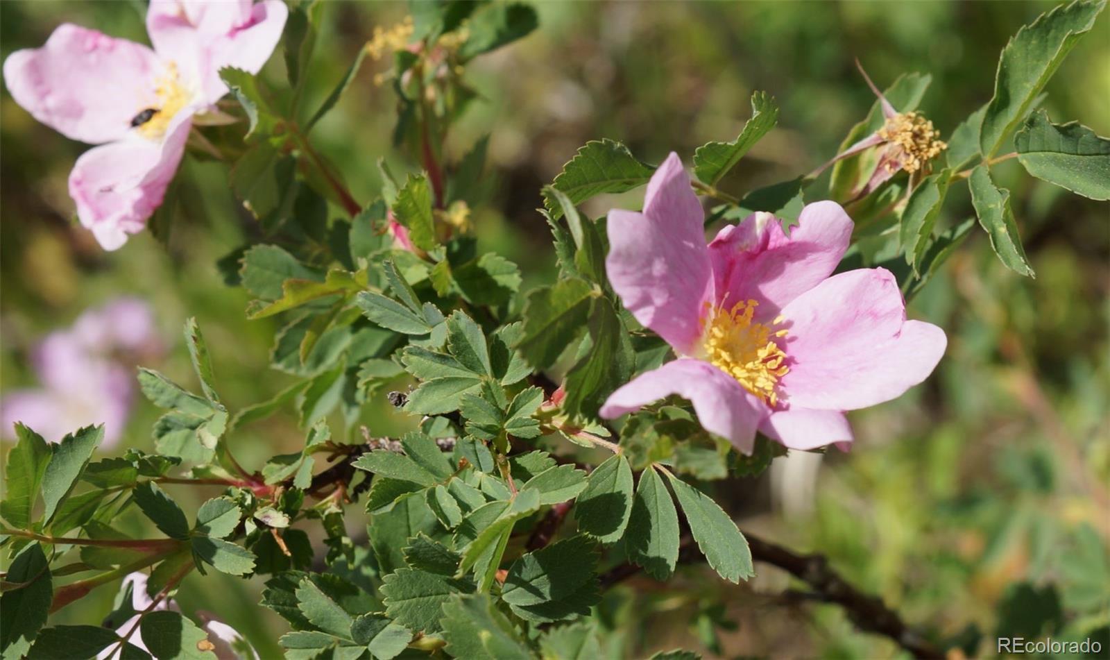50 Rudolph Ranch Road Black Hawk, CO 80422 - Photo 15 of 38