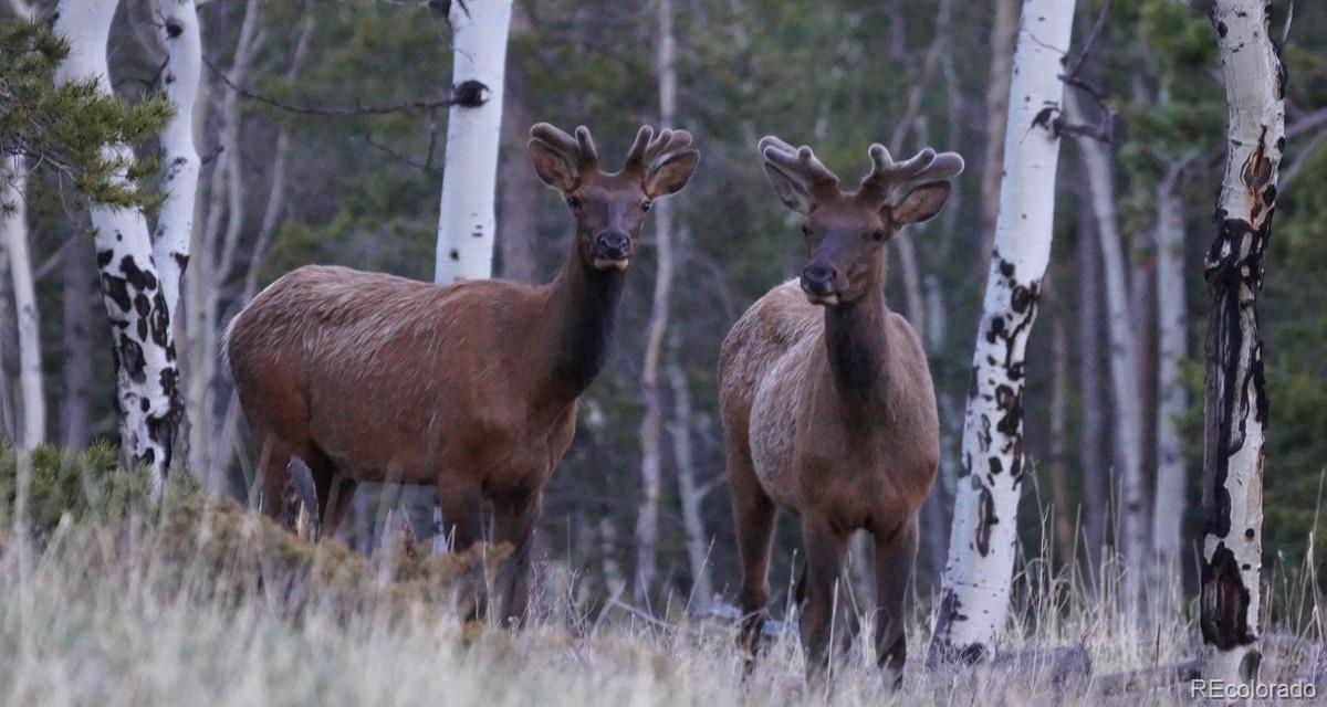 50 Rudolph Ranch Road Black Hawk, CO 80422 - Photo 2 of 38