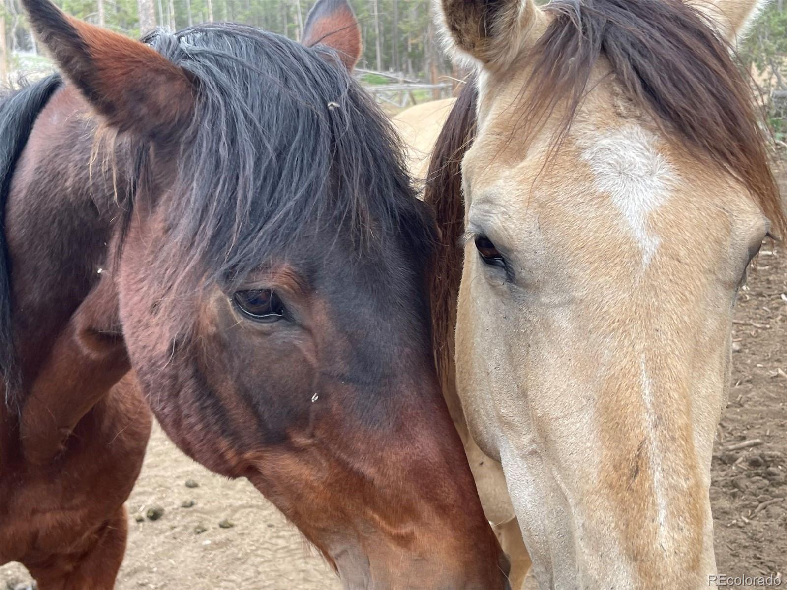 50 Rudolph Ranch Road Black Hawk, CO 80422 - Photo 31 of 38