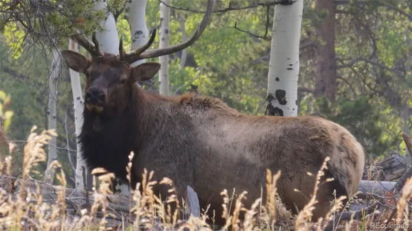 $718,200 | 50 Rudolph Ranch Road, Black Hawk, CO 80422