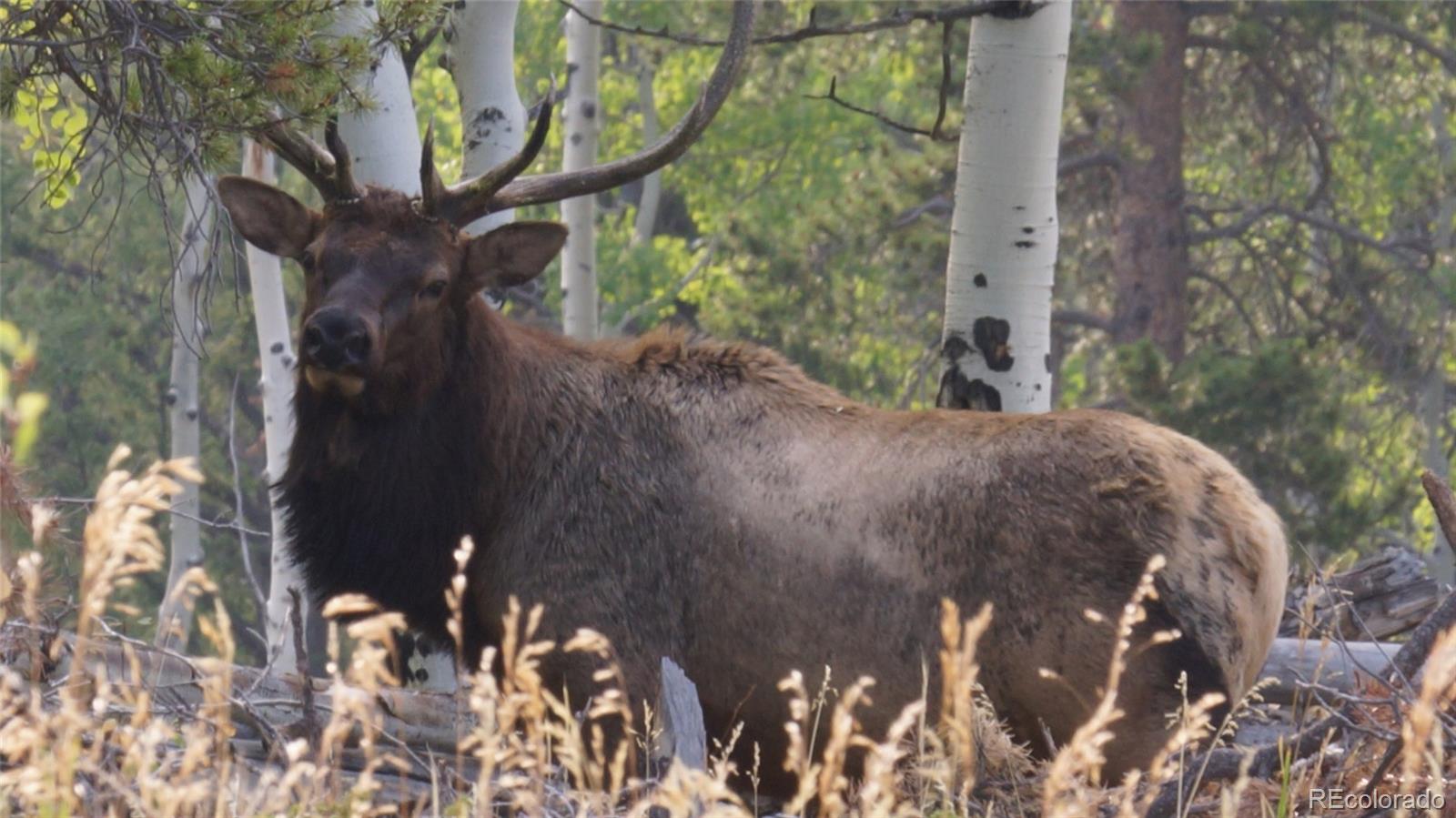 50 Rudolph Ranch Road Black Hawk, CO 80422 - Photo 38 of 38