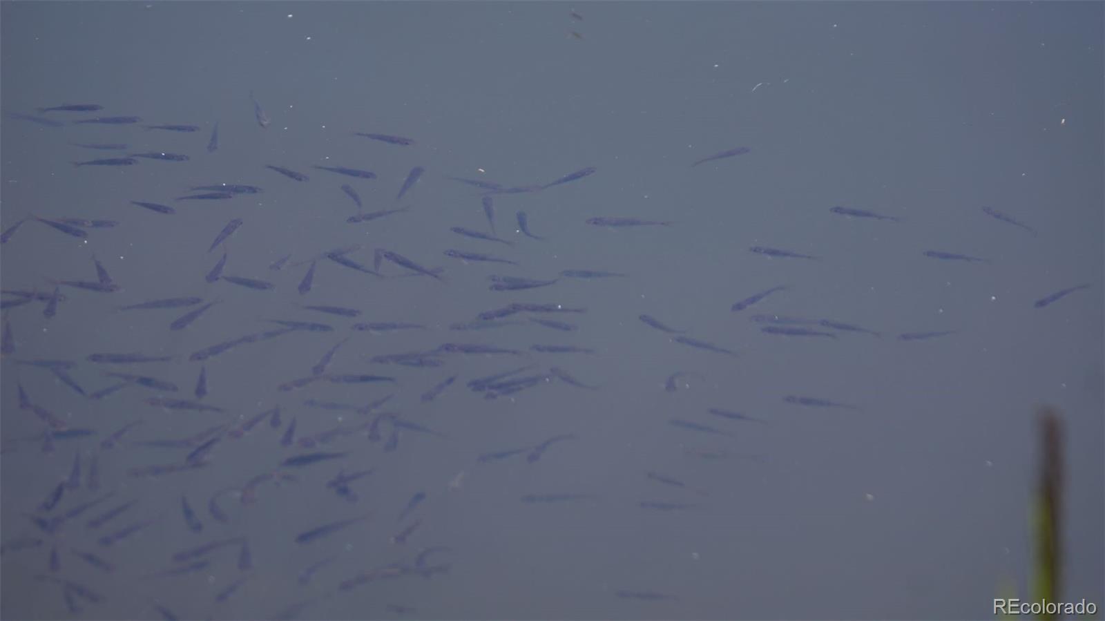 50 Rudolph Ranch Road Black Hawk, CO 80422 - Photo 10 of 38