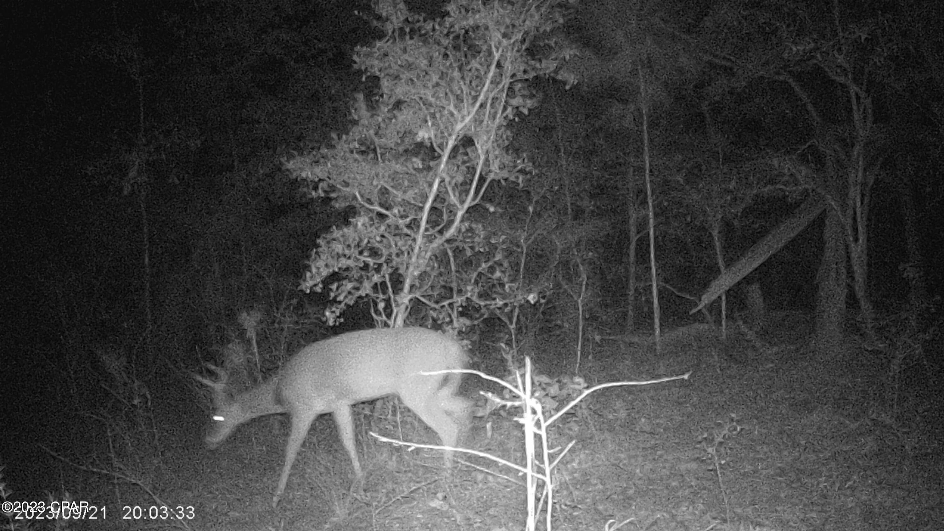 0 Pilgrim Rest Church Road Marianna, FL 32448 - Photo 3 of 95 Gallery Image 3