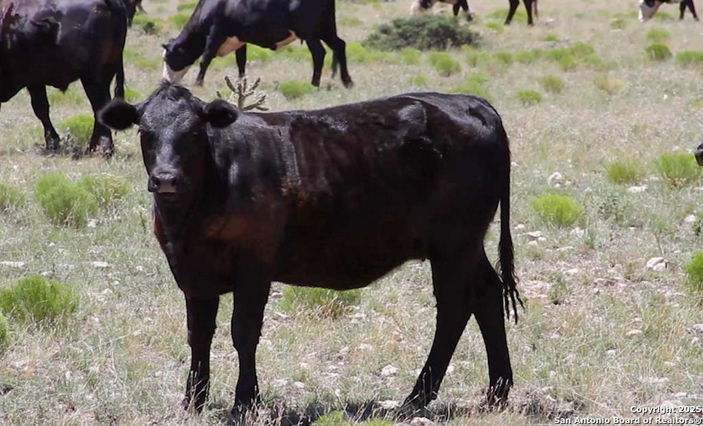 0 F M 799 George West, TX 78022 - Photo 11 of 23