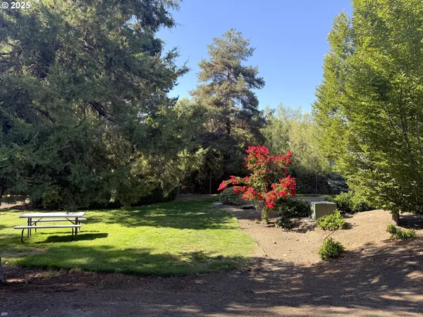 a view of a park with large trees