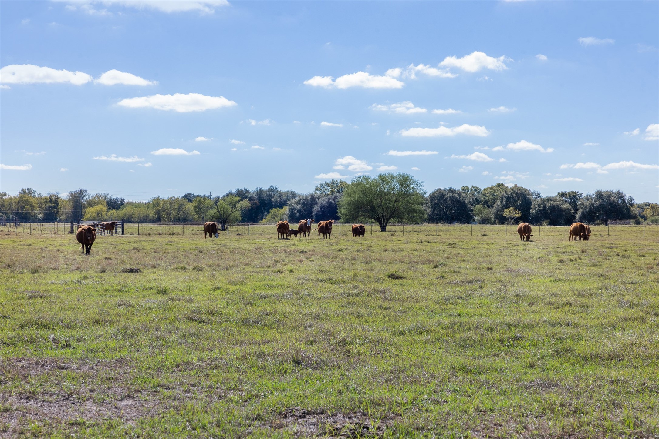 4231 Johnston Road Wallis, TX 77485 - Photo 28 of 43