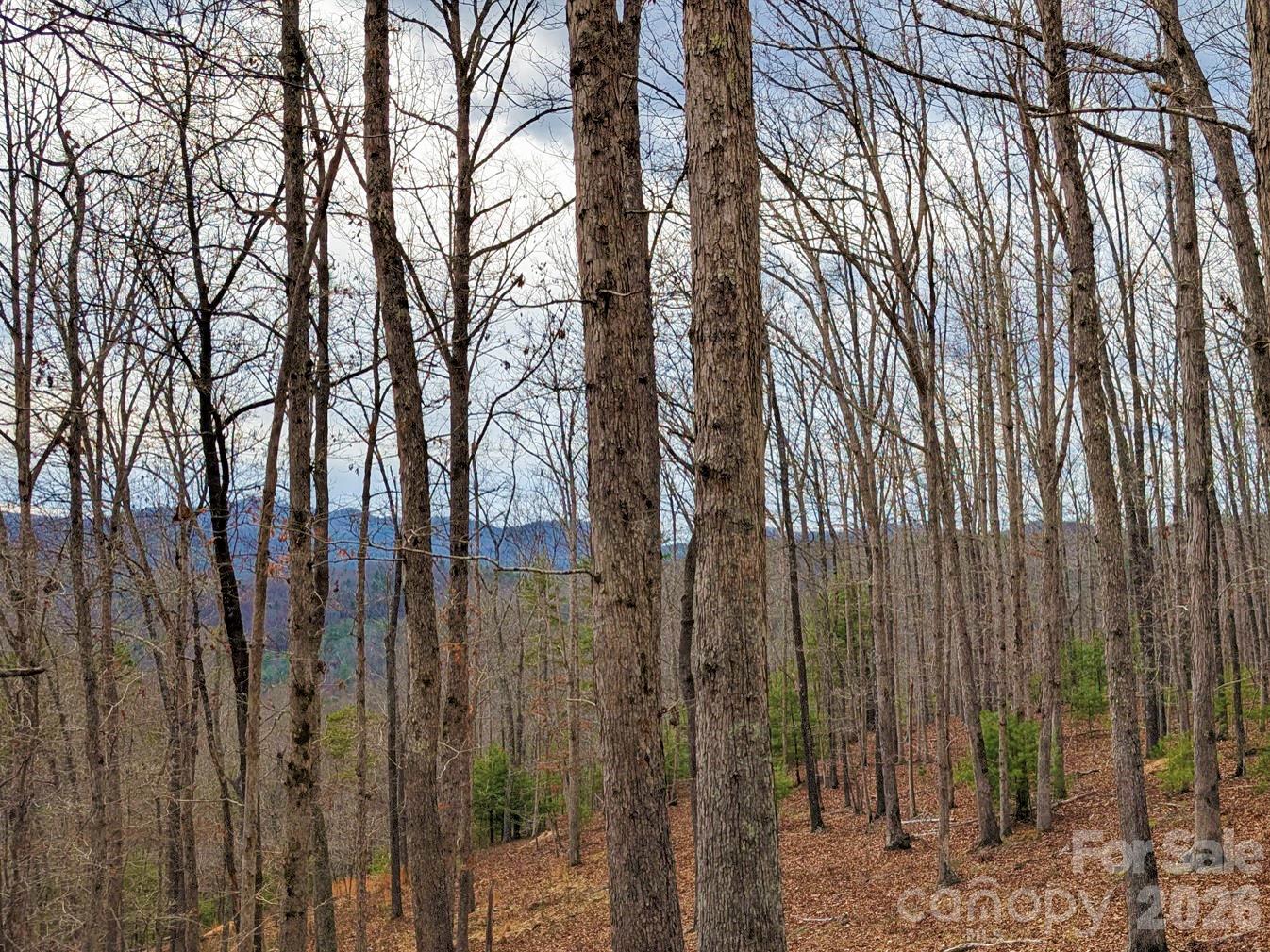 51 Wild Turkey Loop, Unit 32 Marshall, NC 28753 - Photo 11 of 37 a view of a forest with a trees