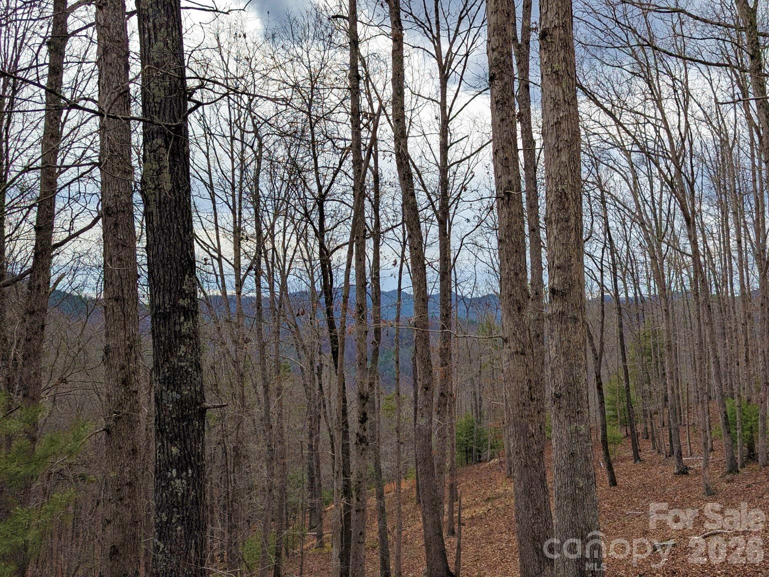 51 Wild Turkey Loop, Unit 32 Marshall, NC 28753 - Photo 12 of 37 a view of a forest