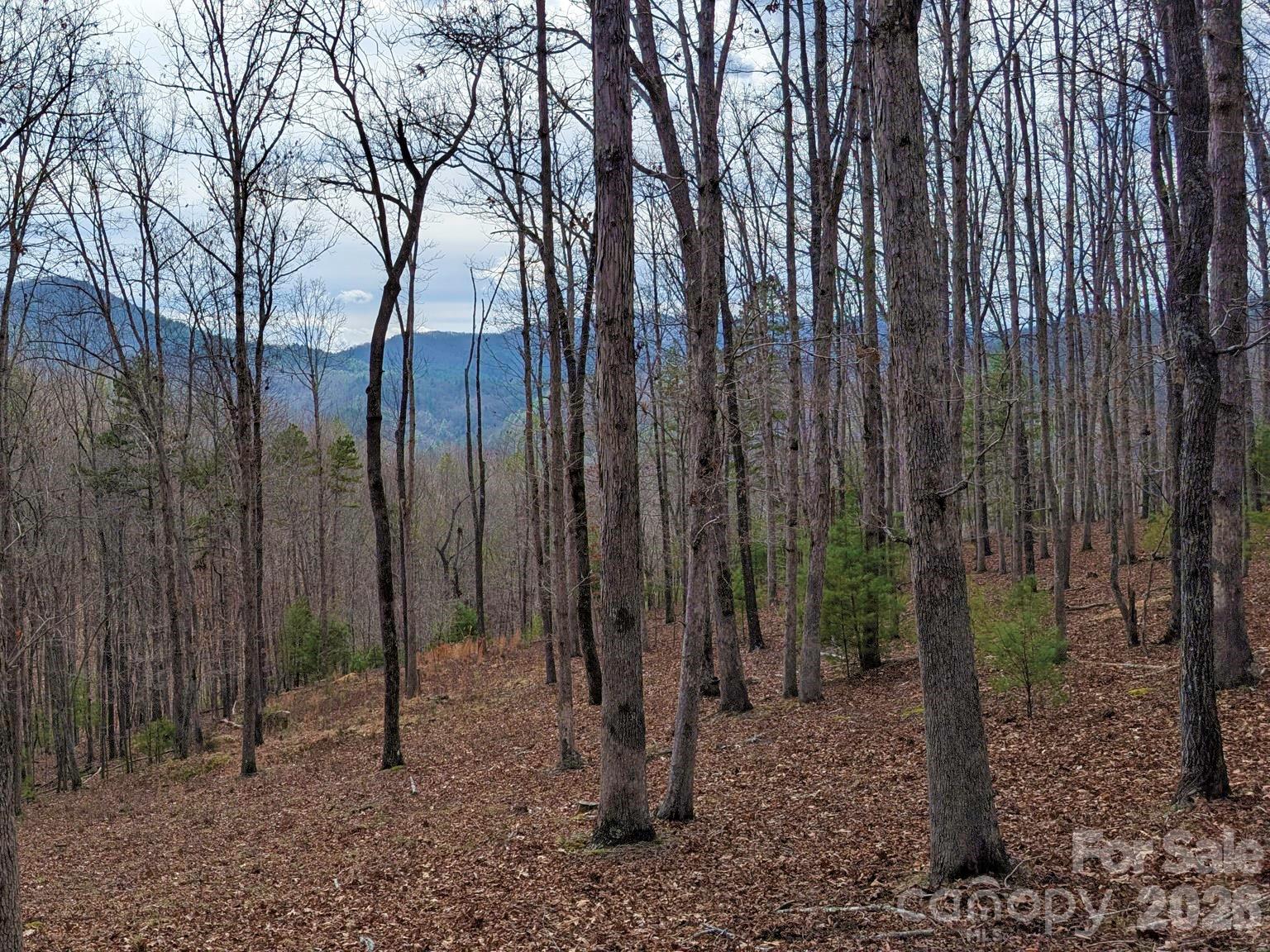 51 Wild Turkey Loop, Unit 32 Marshall, NC 28753 - Photo 13 of 37 a view of a backyard with trees