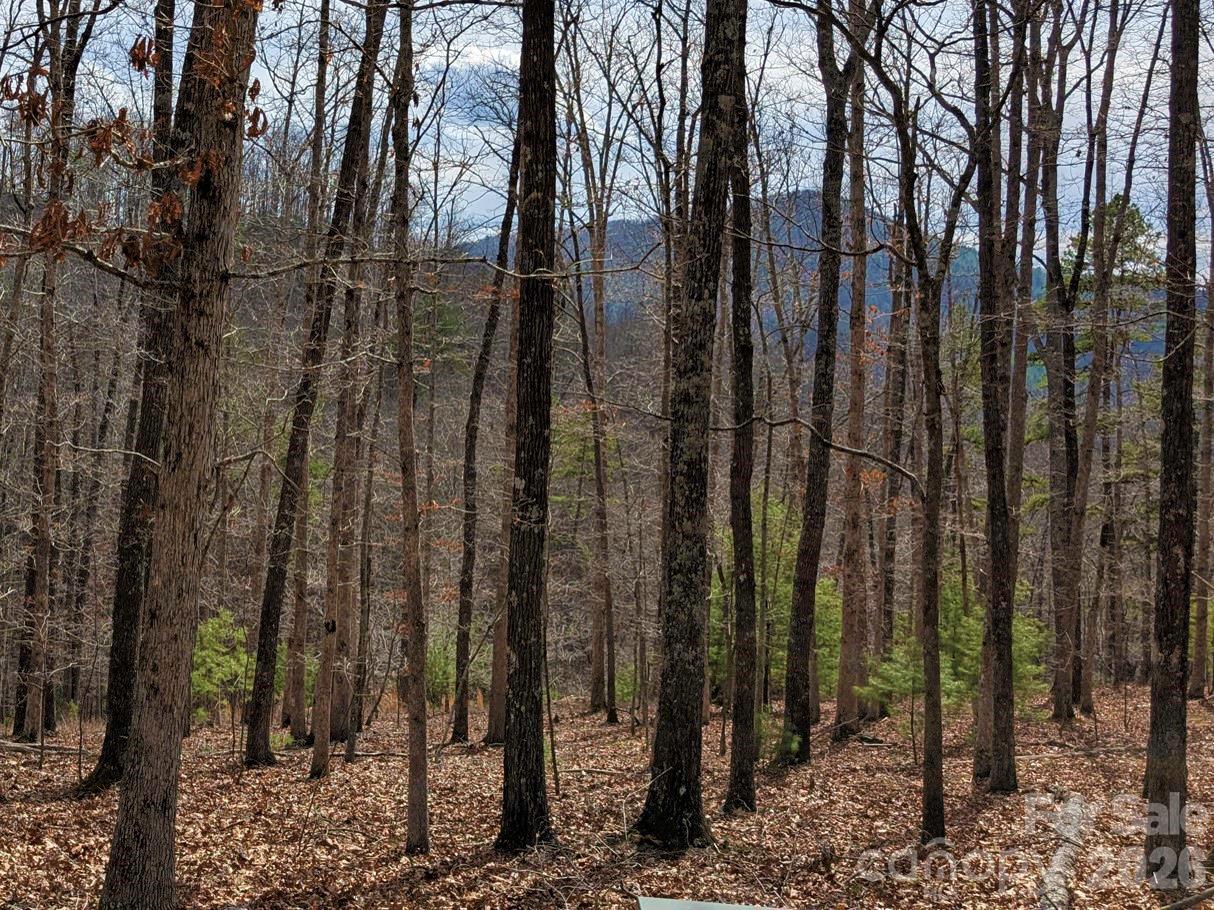 51 Wild Turkey Loop, Unit 32 Marshall, NC 28753 - Photo 4 of 37 a view of a forest