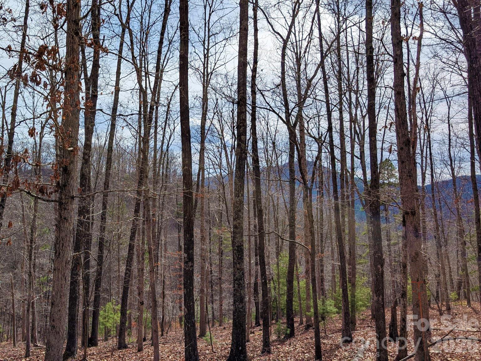 51 Wild Turkey Loop, Unit 32 Marshall, NC 28753 - Photo 5 of 37 a view of outdoor space with a garden