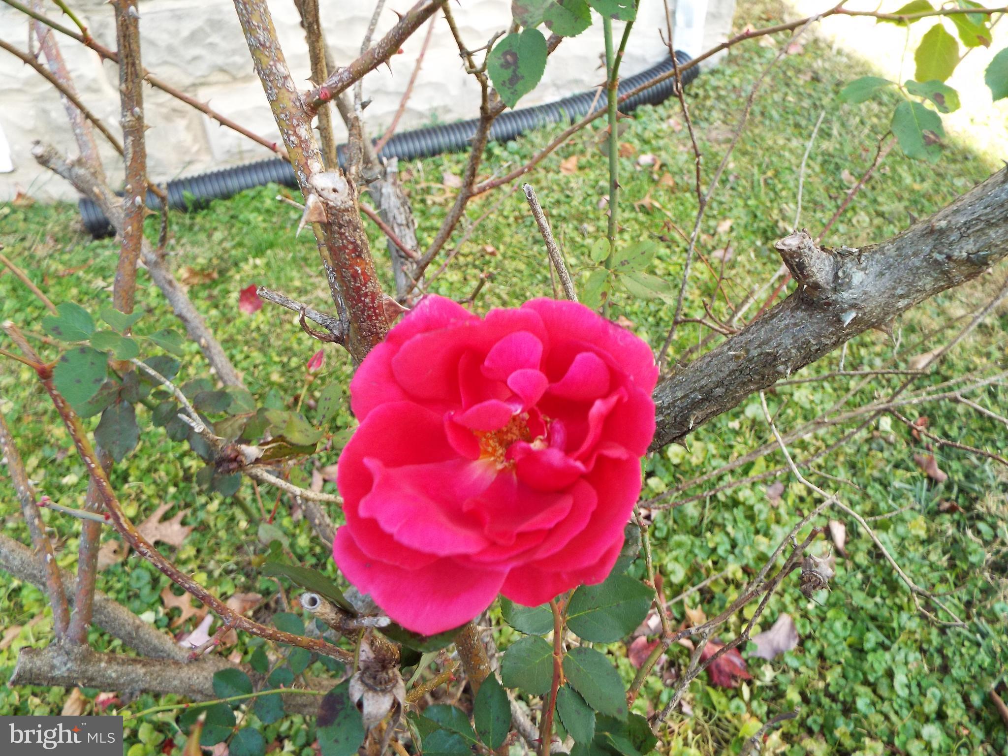 110 Hanover Road Reisterstown, MD 21136 - Photo 93 of 97 Roses still blooming