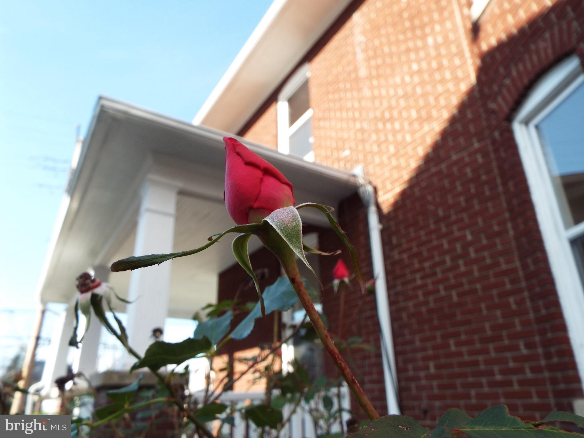 110 Hanover Road Reisterstown, MD 21136 - Photo 96 of 97 More roses to come