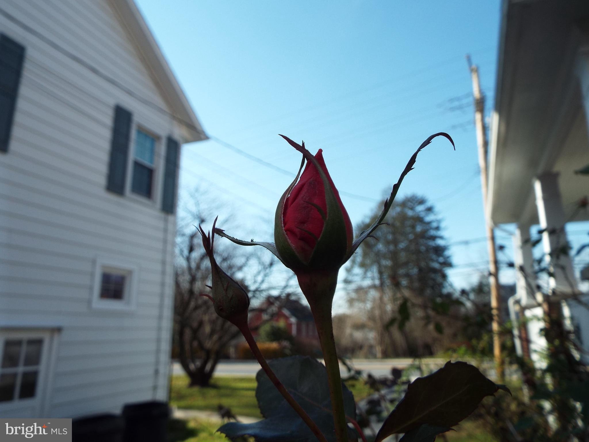 110 Hanover Road Reisterstown, MD 21136 - Photo 97 of 97 More roses to come