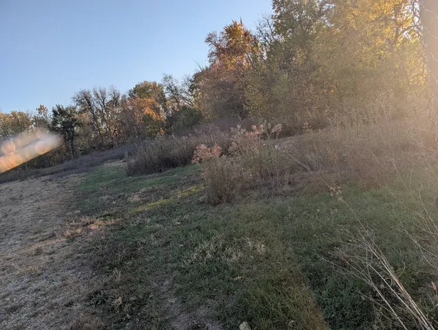 a view of a dry yard with trees all around