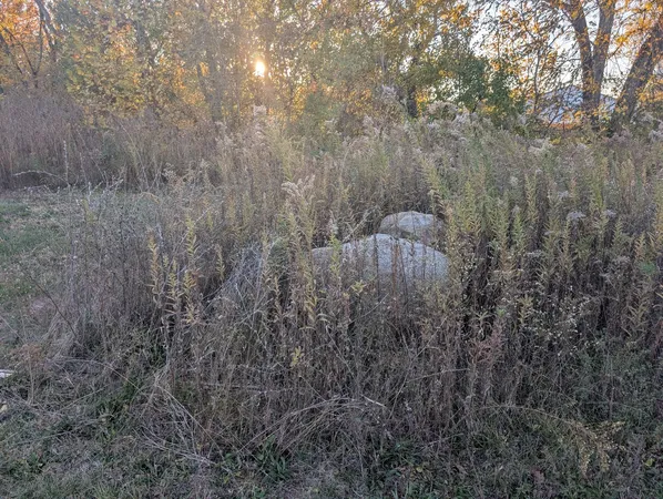 a view of a forest that has large trees