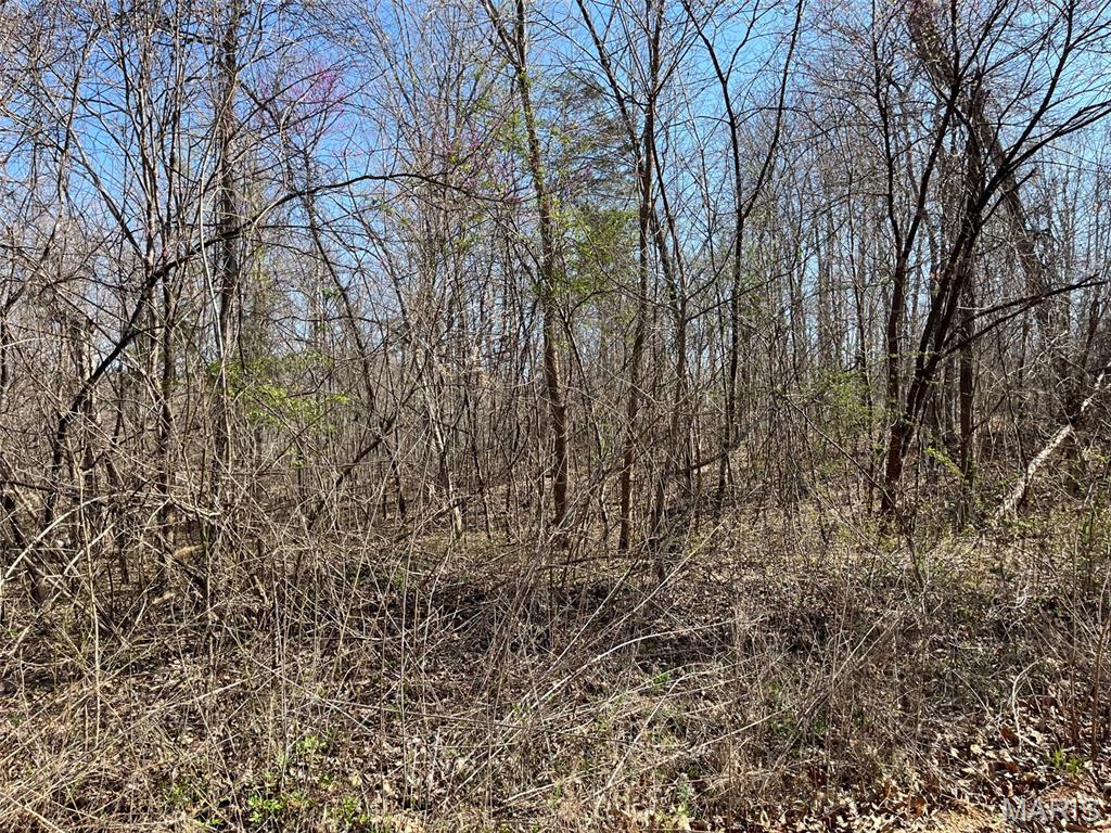 Parcel #2 Lake Road Silva, MO 63964 - Photo 11 of 18