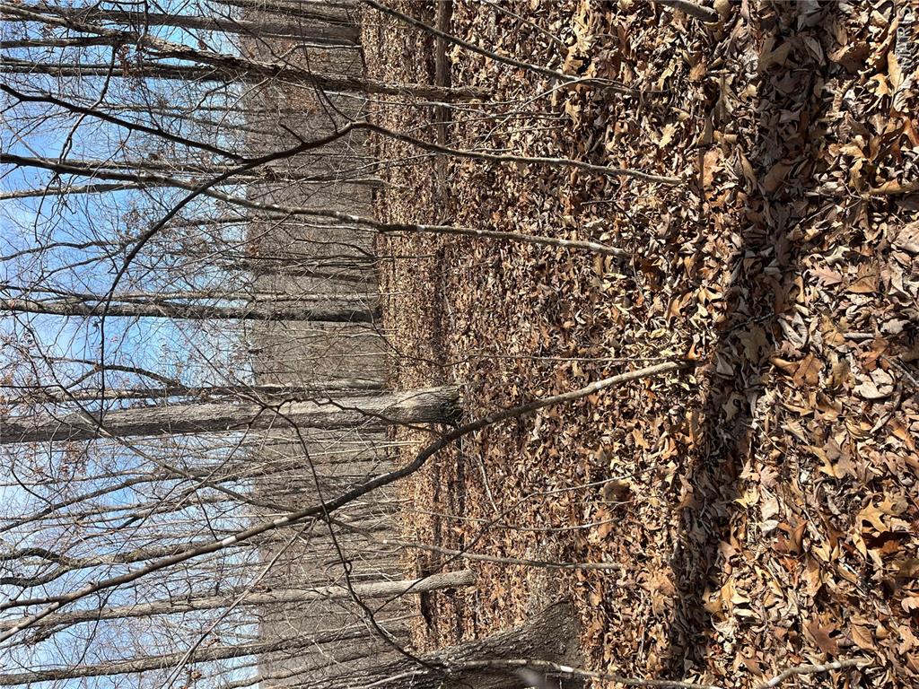 Parcel #2 Lake Road Silva, MO 63964 - Photo 14 of 18