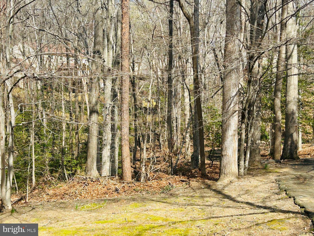 7265 Kousa Lane Springfield, VA 22152 - Photo 39 of 50 Neighborhood Woods