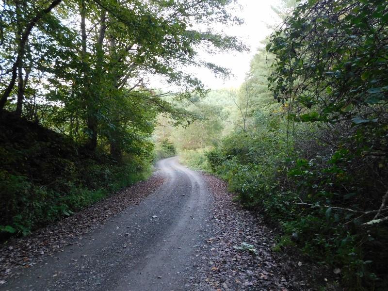 7 Simpkins Road Willis, VA 24380 - Photo 26 of 32 a view of a yard with plants and trees