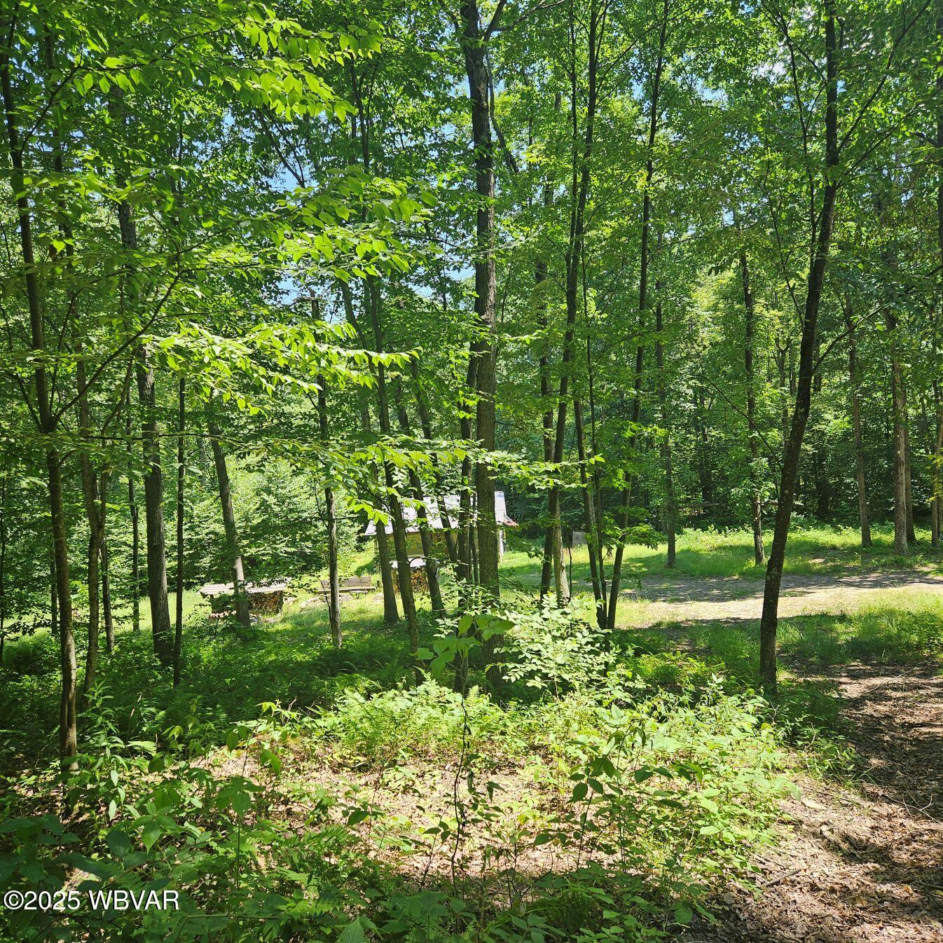 477 Bucky Road Renovo, PA 17764 - Photo 5 of 22 Irwin cabin from driveway