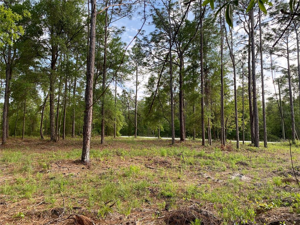 15570 Cliff Swallow Road Weeki Wachee, FL 34614 - Photo 2 of 4