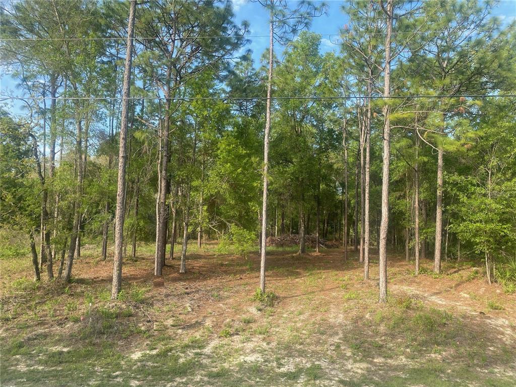 15570 Cliff Swallow Road Weeki Wachee, FL 34614 - Photo 4 of 4