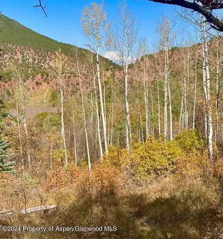 a view of a tree with a yard