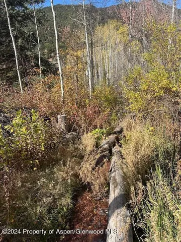 a view of a yard with plants and large trees